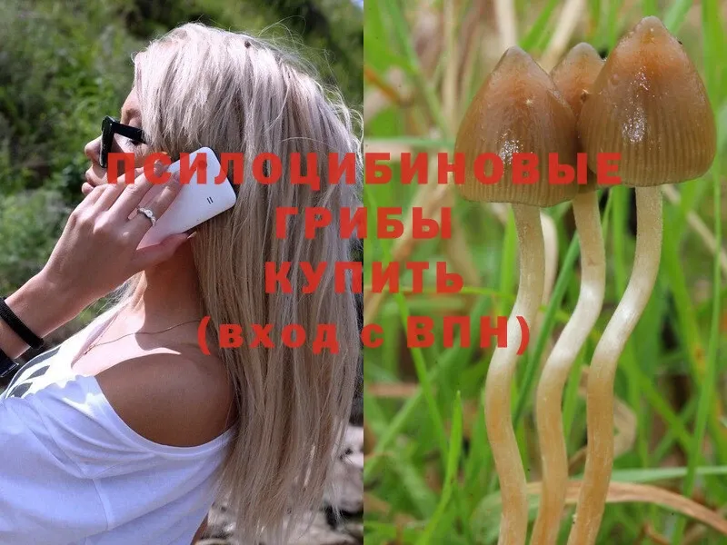 kraken зеркало  Балахна  Псилоцибиновые грибы Psilocybe 